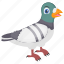cartoon pigeon, feather creature, fowl, humming pigeon, rock pigeon 