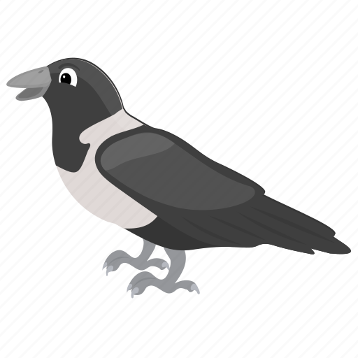 African bird, bird, corvus albus, crow, pied crow icon - Download on Iconfinder