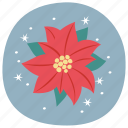 poinsettia, flower, leaf, christmas, winter, noel