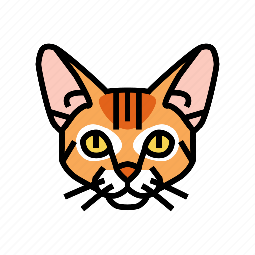 Abyssinian, cat, cute, pet, animal, kitten icon - Download on Iconfinder