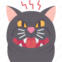 cat, angry, hissing, aggression, behavior