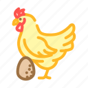 hen, egg, chicken, farm, food, brown