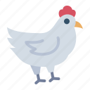 hen, animal, chicken, farm, poultry, agriculture