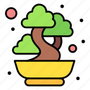 bonsai, chinese, japanese, plant, tree