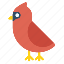 red cardinal, cardinal, bird, wildlife, animal, avian, northern cardinal