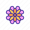 chrysanthemum, daisy, flower, flowering, marguerite, outline, plant 