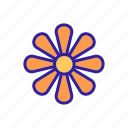 chrysanthemum, daisy, flower, flowering, inflorescence, marguerite, outline 