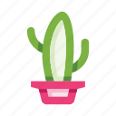 cactus, cacti, succulent, mexican, mexico, flower pot, plant