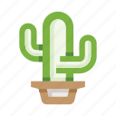 cactus, cacti, succulent, mexican, mexico, flower pot, desert