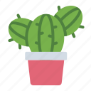 cactus, plant, nature, cacti, pot, botanical, garden