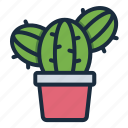 cactus, plant, nature, cacti, pot, botanical, garden