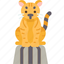 tiger, show, animal, beast, circus