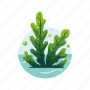 seaweed, algae, green algae, ulva, sea lettuce, aquatic plant, algae bloom