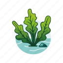 seaweed, algae, sea lettuce, green algae, algae bloom, aquatic plant