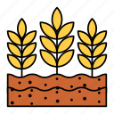 barleys, wheat, cultivation, harvest, grain, farm