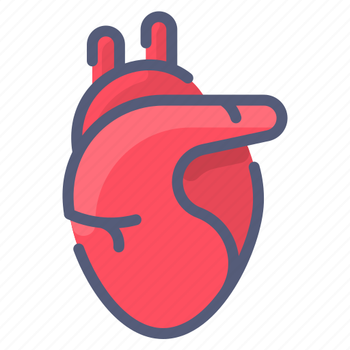 Anatomy, heart, human, medical, organ icon - Download on Iconfinder
