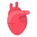 anatomy, heart, human, medical, organ