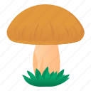fungus, toadstool, mushroom, oyster mushroom, crimini