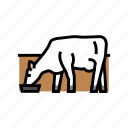 cow, drinking, water, farm, dairy, cattle