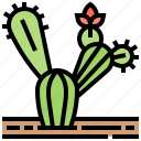 cactus, desert, flora, plant, succulents