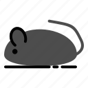 animal, mouse, pet, rat, rodent