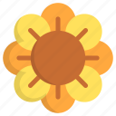 sunflower, botanical, blossom, petals, flower, nature