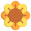 sunflower, botanical, blossom, petals, flower, nature 