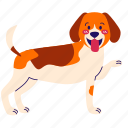 dog, doggy, pet, beagle, cute beagle