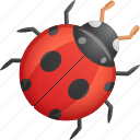 bug, insect, lady bug, ladybug 