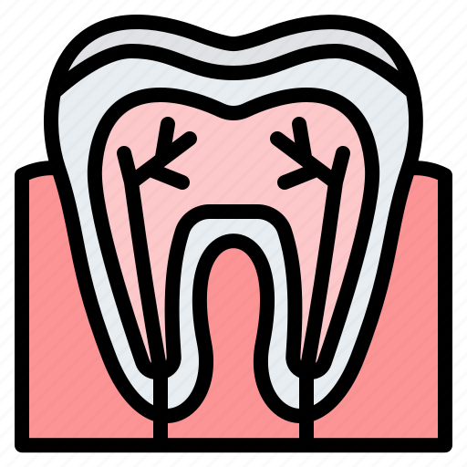 Anatomy, teeth, nerve, dental icon - Download on Iconfinder