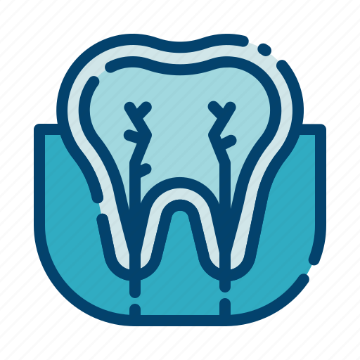 Anatomy, dental care, dentist, health, nerve, stomatology, tooth icon - Download on Iconfinder