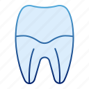 care, dental, root, tooth, anatomy, dentist, dentistry, enamel, health