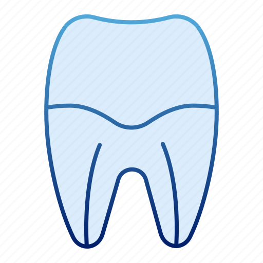 Care, dental, root, tooth, anatomy, dentist, dentistry icon - Download on Iconfinder