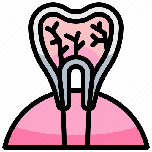 Anatomy, dental, dentist, teeth, tooth icon - Download on Iconfinder