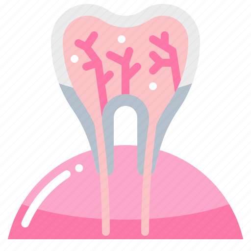 Anatomy, dental, dentist, teeth, tooth icon - Download on Iconfinder