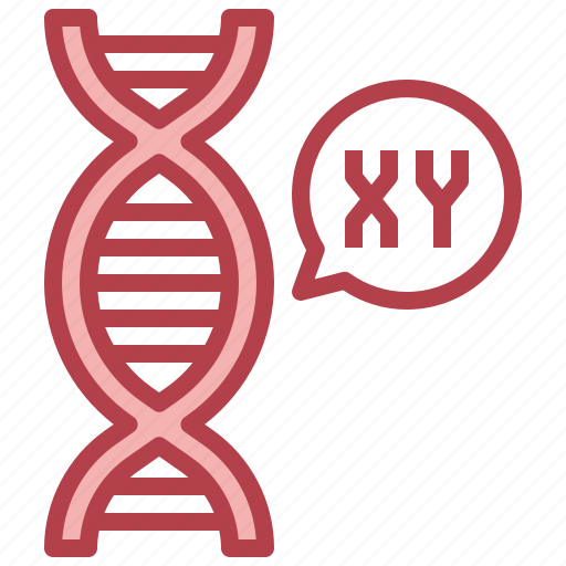 Chromosome, genetical, xy, dna, deoxyribonucleic, acid icon - Download on Iconfinder