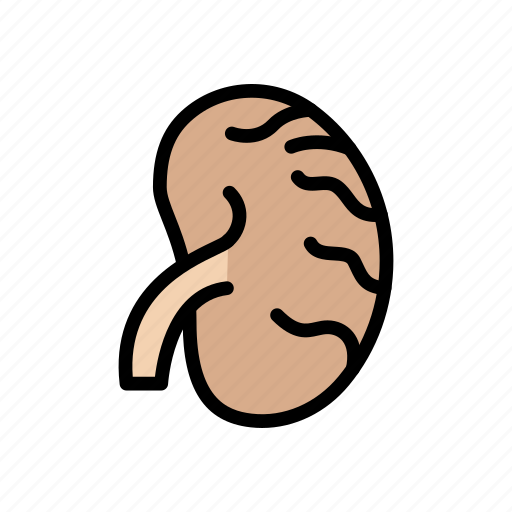 Anatomy, digestive, healthcare, medical, stomach icon - Download on Iconfinder