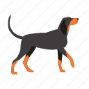 coonhound, dog, pet 
