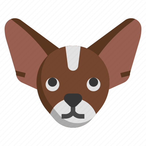 Chihuahua, breed, dog, dogs, pet icon - Download on Iconfinder