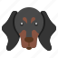 dachshund, pedigree, breed, canine, mammal 