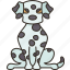 dalmatian, canine, purebred, domestic, animal 