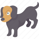 dachshund, hound, dog, pet, animal