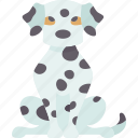 dalmatian, canine, purebred, domestic, animal