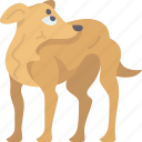 greyhound, dog, breed, canine, pedigree