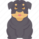 rottweiler, breed, canine, pedigreed, domestic
