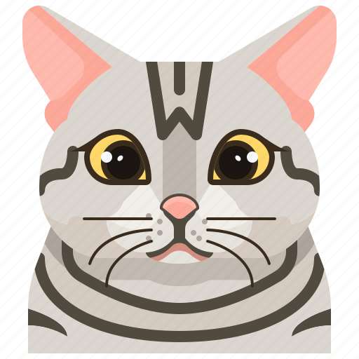 American, animal, avatar, cat, kitty, pets, shorthair icon - Download on Iconfinder
