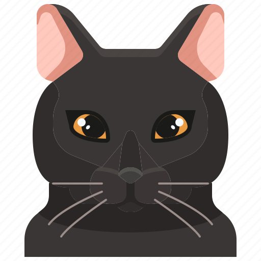 Animal, avatar, bombay, cat, kitty, pets icon - Download on Iconfinder