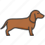 dachshund, dackel, german badger-dog, badger, dog 
