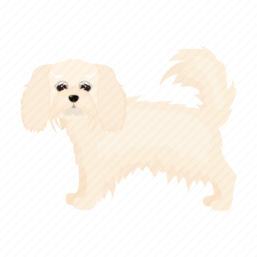 Beast, dog, lap dog, mammal, pet, spitz icon - Download on Iconfinder