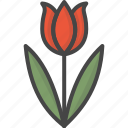 colored, flower, holidays, tulip